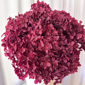 May include: A large, dense cluster of dried hydrangea flowers in a deep burgundy red color. The flower head is composed of numerous small, delicate, papery petals tightly packed together, creating a rounded, voluminous shape.