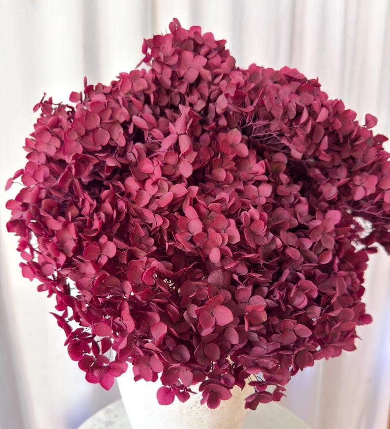 May include: A large, dense cluster of dried hydrangea flowers in a deep burgundy red color. The flower head is composed of numerous small, delicate, papery petals tightly packed together, creating a rounded, voluminous shape.