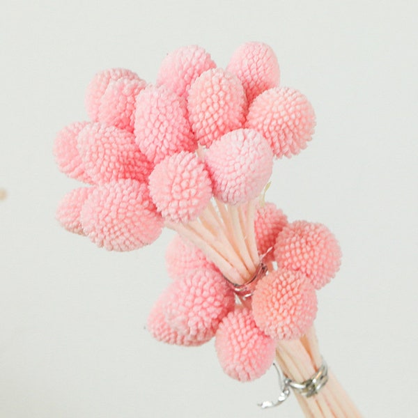 Pink Craspedia Billy Ball Buttons 20 Stems - Dry Flowers - Round Flower - Ball Flower