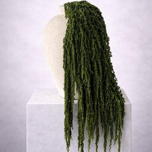 Grüner Amaranthus | lange hängende Stiele | 5 Stiele | Getrockneter konservierter Amaranthus | Hochzeit Grün & Wohn Dekor