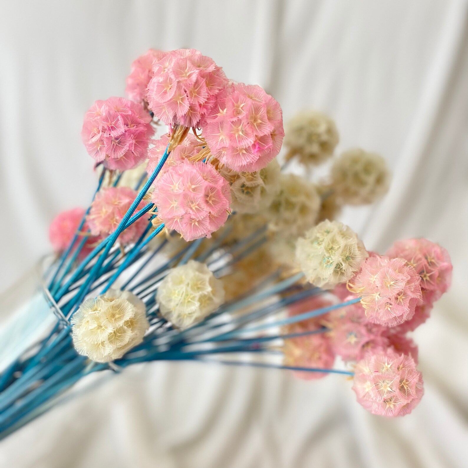 Scabiosa Pods Dried 10 Stems / Dry Flowers / Preserved Etsy