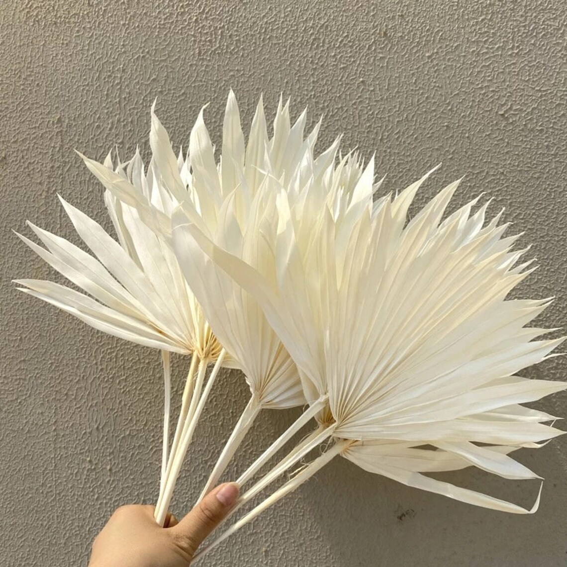 Dried Fan Palm Leaves Bleached White Palms / Bleached Palms Etsy