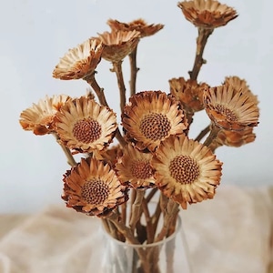 Dried Protea Rosette / Preserved Protea Stem