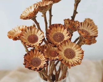 Dried Protea Rosette / Preserved Protea Stem