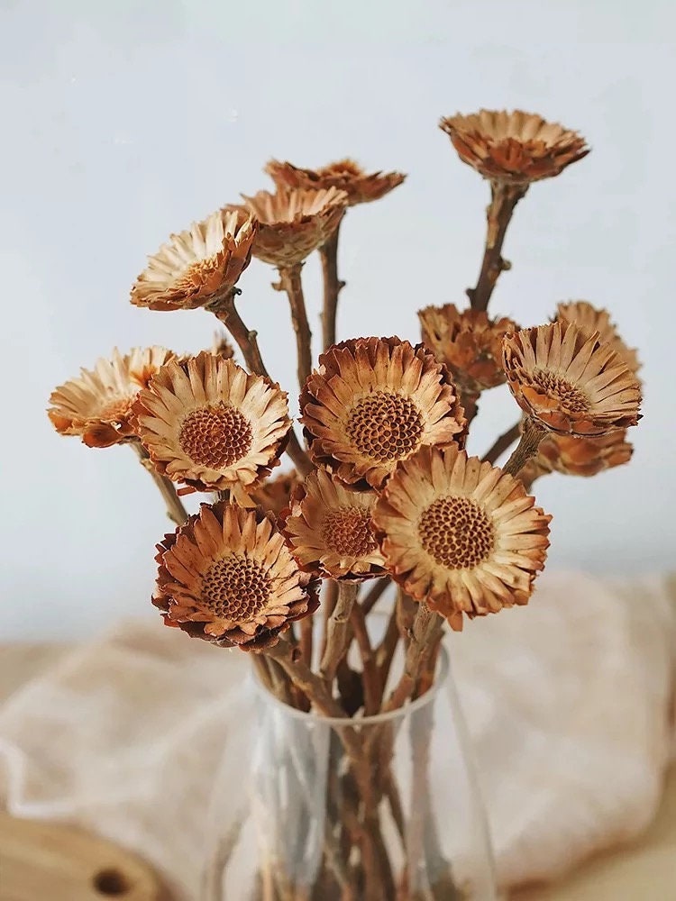 Dried Protea Magnifica Stems – houseoflilac