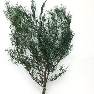 Dried Pine Branches, Natural Green, Christmas Floral Decor