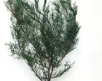 Pine Branches / Green Dried Antlers Pine 2-5 Stems / Preserved Pine/ Pine Stems