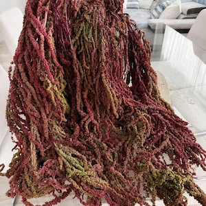 May include: A large bundle of dried amaranth stalks featuring long, cascading, rope-like flower plumes in deep shades of burgundy, magenta, and muted olive green. The textured, granular flower heads hang downward in a dense, voluminous cluster.