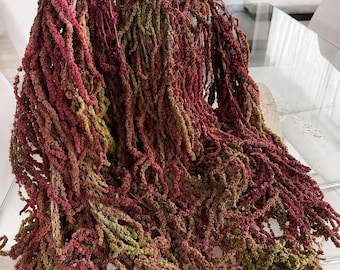 Green Amaranthus | Long Hanging Stems | 5 Stems | Dried Preserved Amaranthus | Wedding Flowers & Soft Luxury Decor