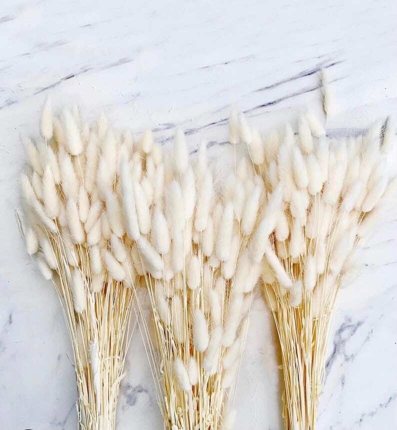 Bunny Tails White 4060 Stems / Preserved Flowers / Lagurus Etsy