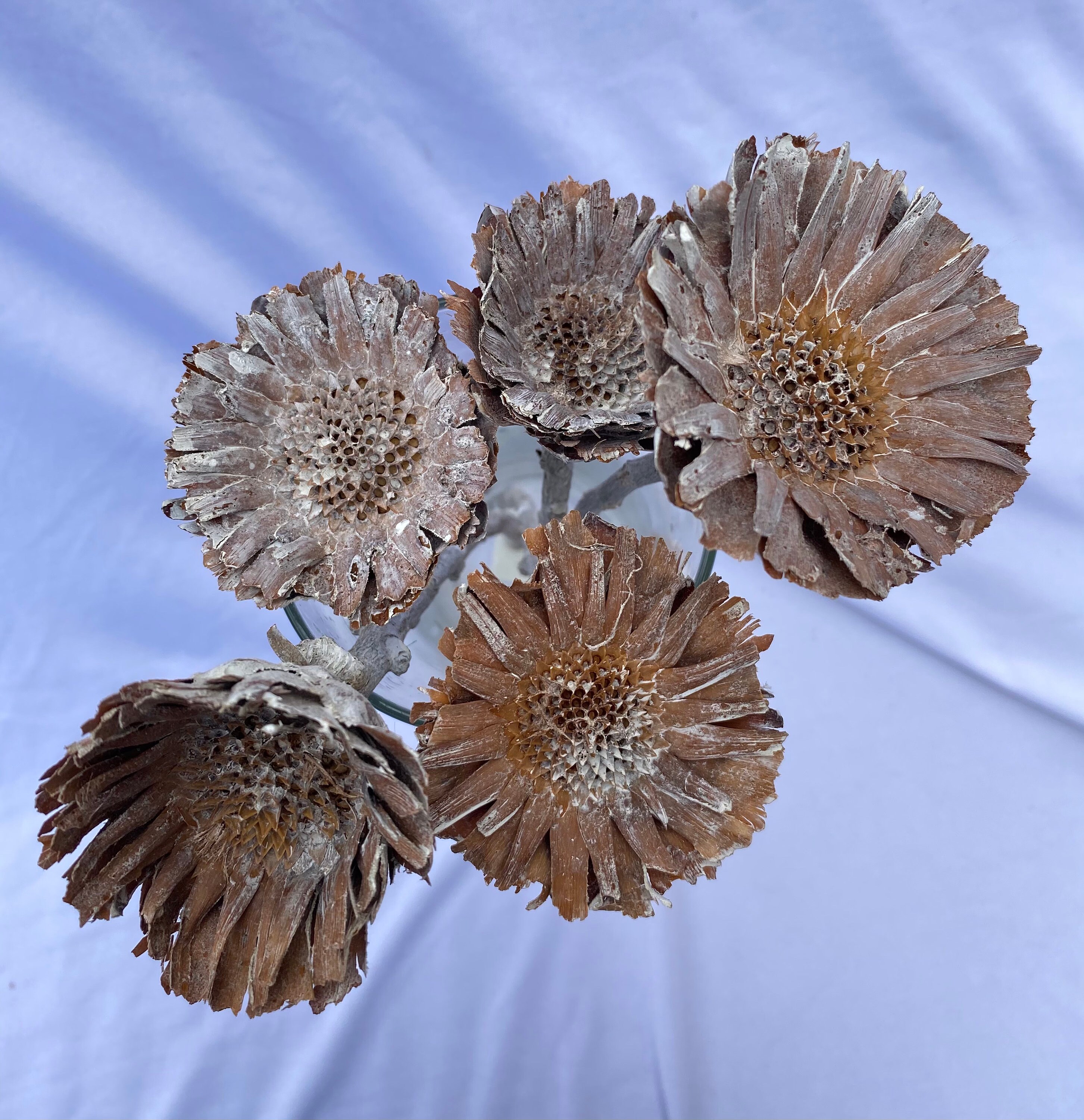 Dried Protea Rosette / Preserved Protea Stem Etsy