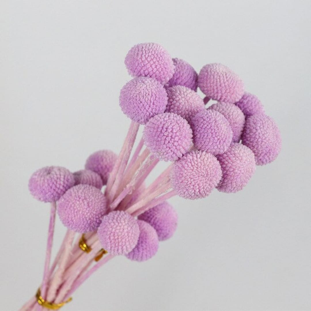 Craspedia Billy Ball Buttons Lavender 20 Stems Dry Flowers Round Flower Ball Flower Etsy