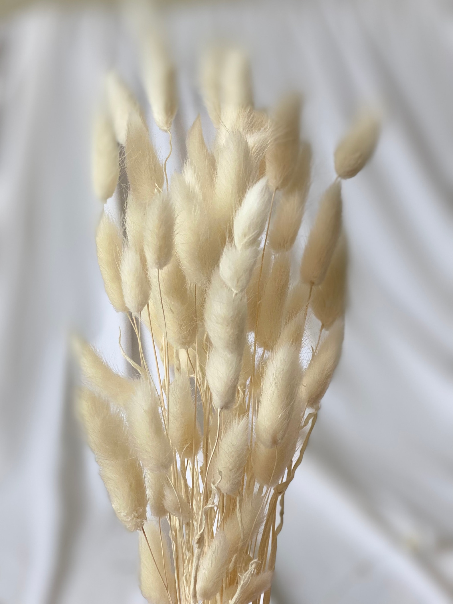 Bunny Tails White 4060 Stems / Preserved Flowers / Lagurus Etsy