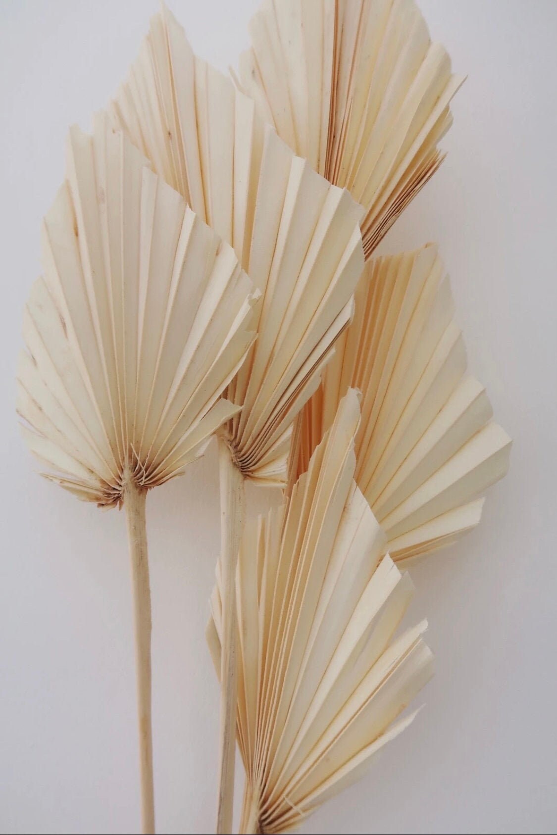 Dried Palm Spear Bleached - 5 Stems / Dry Palm / Dry Leaves / Preserv…