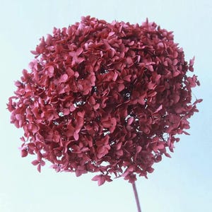 May include: A single dried hydrangea flower head with a dense cluster of small, deep burgundy petals. The flower is spherical in shape and attached to a thin, straight stem, showcasing a rich, dark red color throughout the entire bloom.