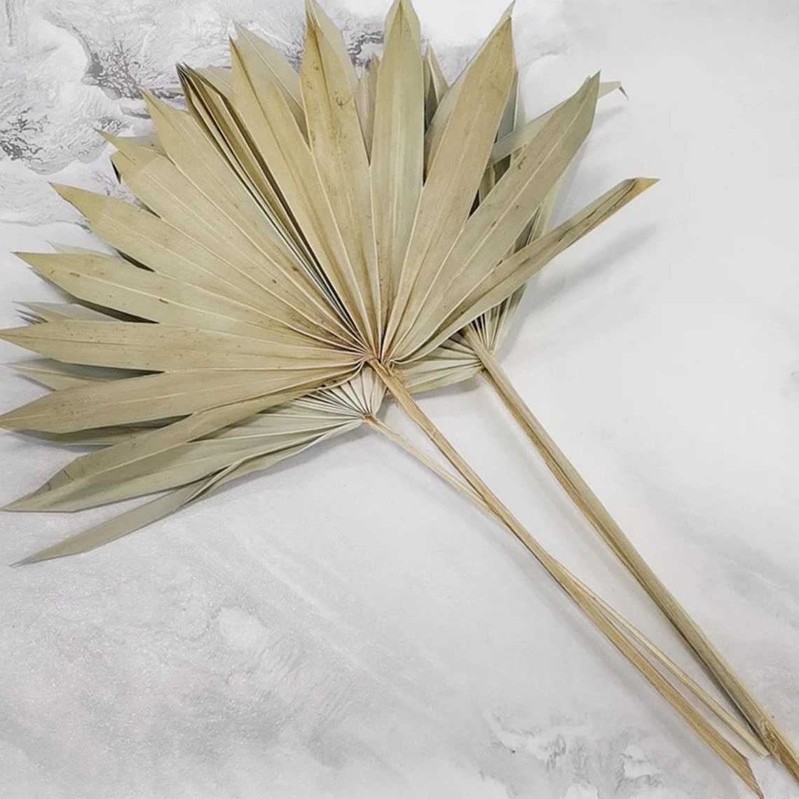 Dried Fan Palm Leaves Bleached White Palms / Bleached Palms Etsy