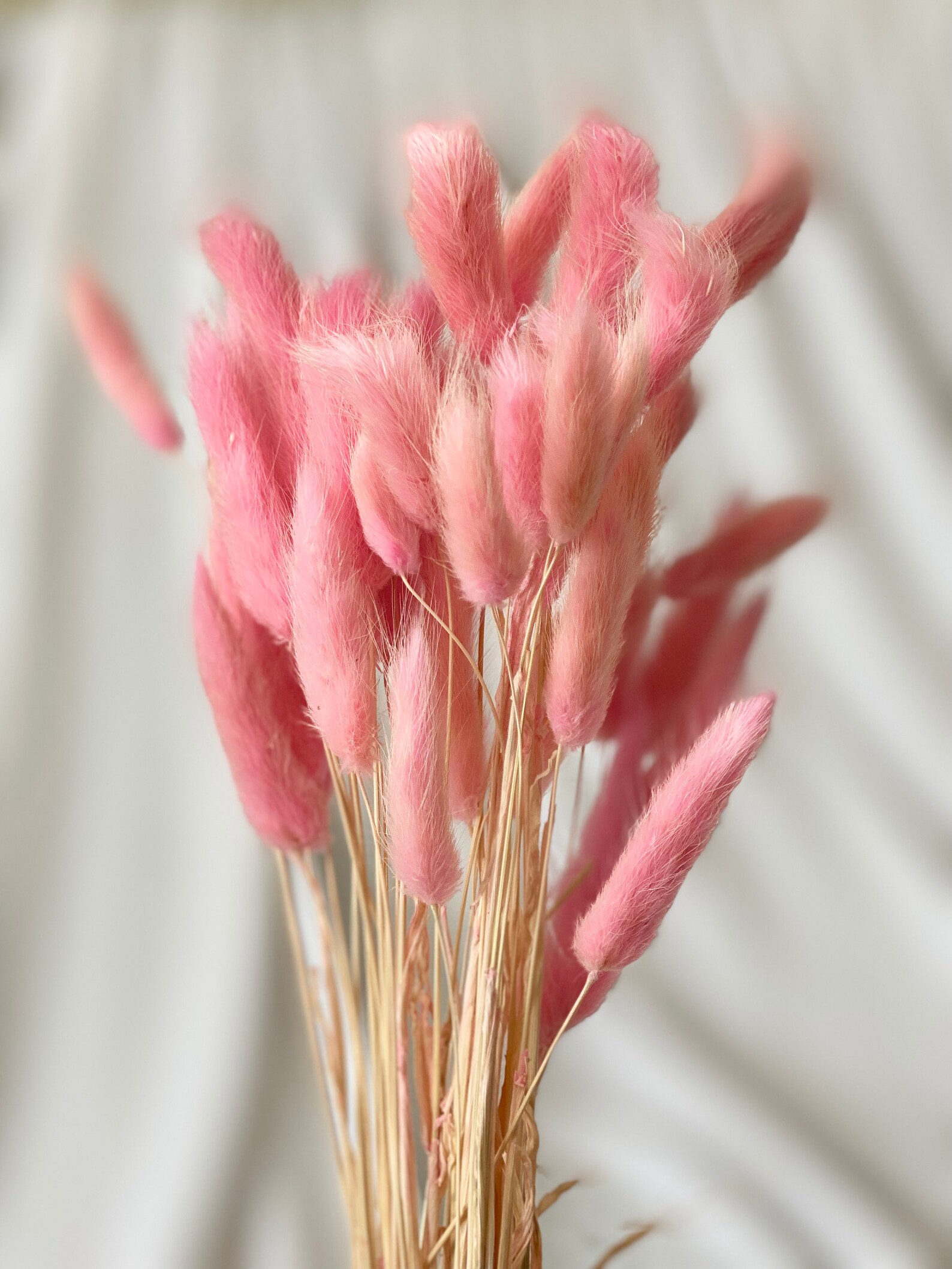 Pink Bunny Tails Lagurus 5060 Stems / Dried Flowers / Etsy