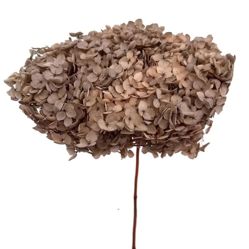 White Preserved Hydrangea Stem | Large Head Dried Hydrangea | Premium Everlasting Flower | Wedding & Neutral Home Decor Light Brown