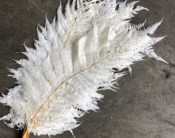 Bleached White Long Fern  - 10 Stems  / Preserved Fern / Dried Fern/ Preserved Fern