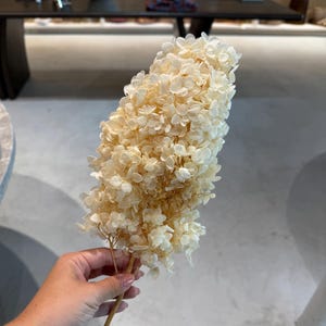 May include: A single stem of dried hydrangea featuring a dense cluster of small, cream-colored petals. The flower head is elongated and oval-shaped, attached to a thin, light brown woody stalk that extends downward from the base of the bloom.