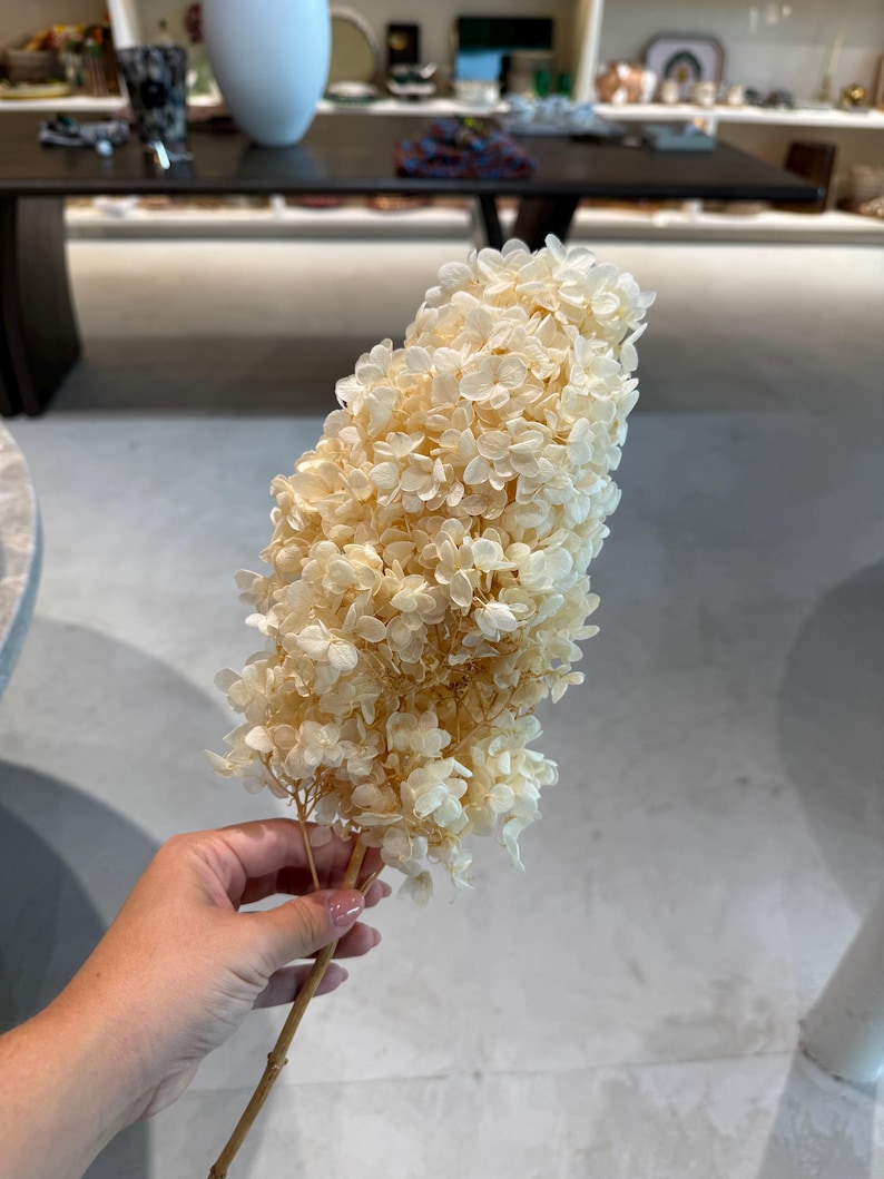 May include: A single stem of dried hydrangea featuring a dense cluster of small, cream-colored petals. The flower head is elongated and oval-shaped, attached to a thin, light brown woody stalk that extends downward from the base of the bloom.