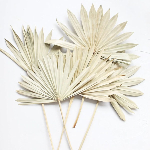 Dried Sun Palms - Set of 5 / Fan Palm