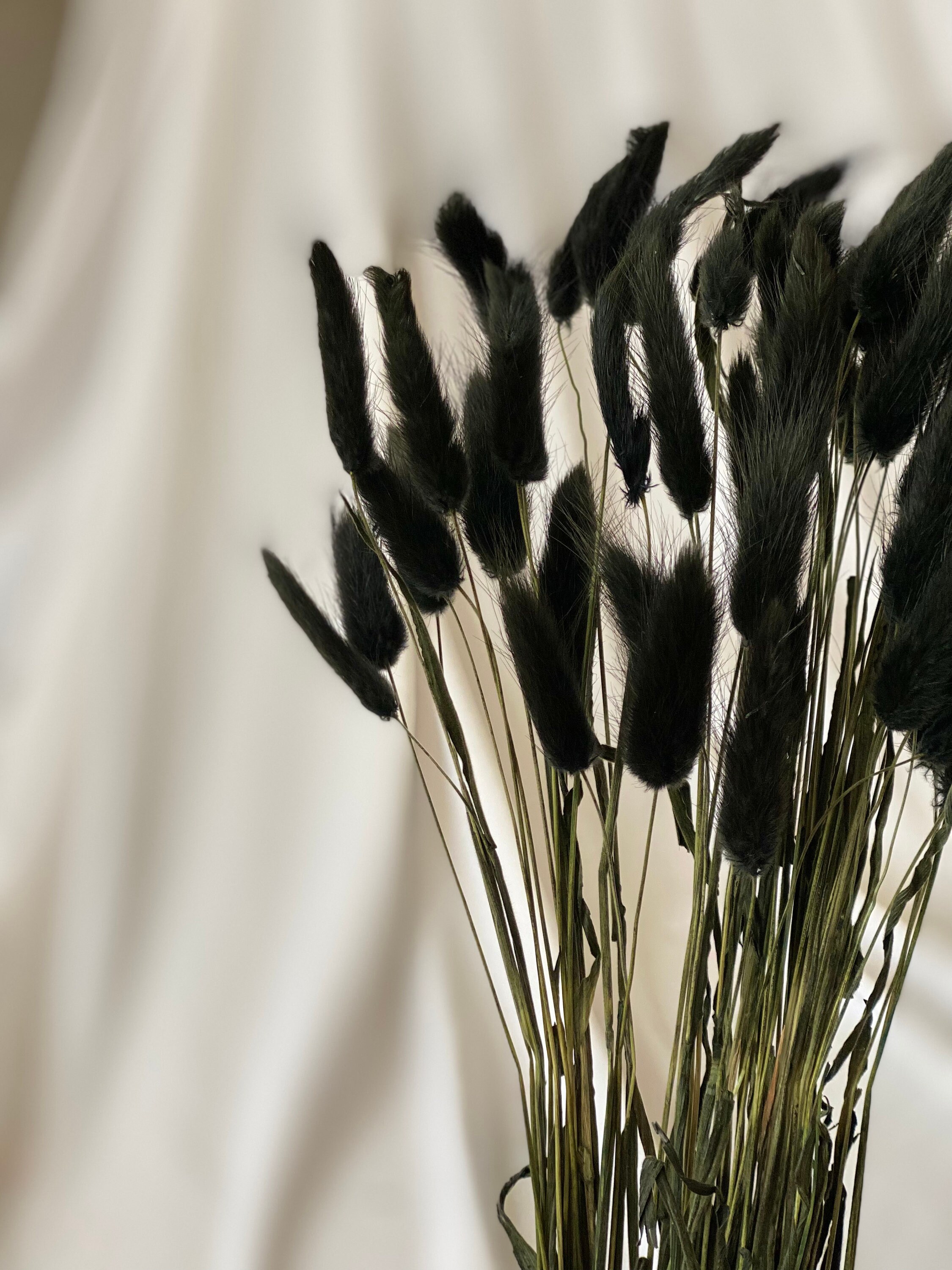 Bunny Tails Black 50 60 Stems / Lagurus / Dried Flowers / Etsy