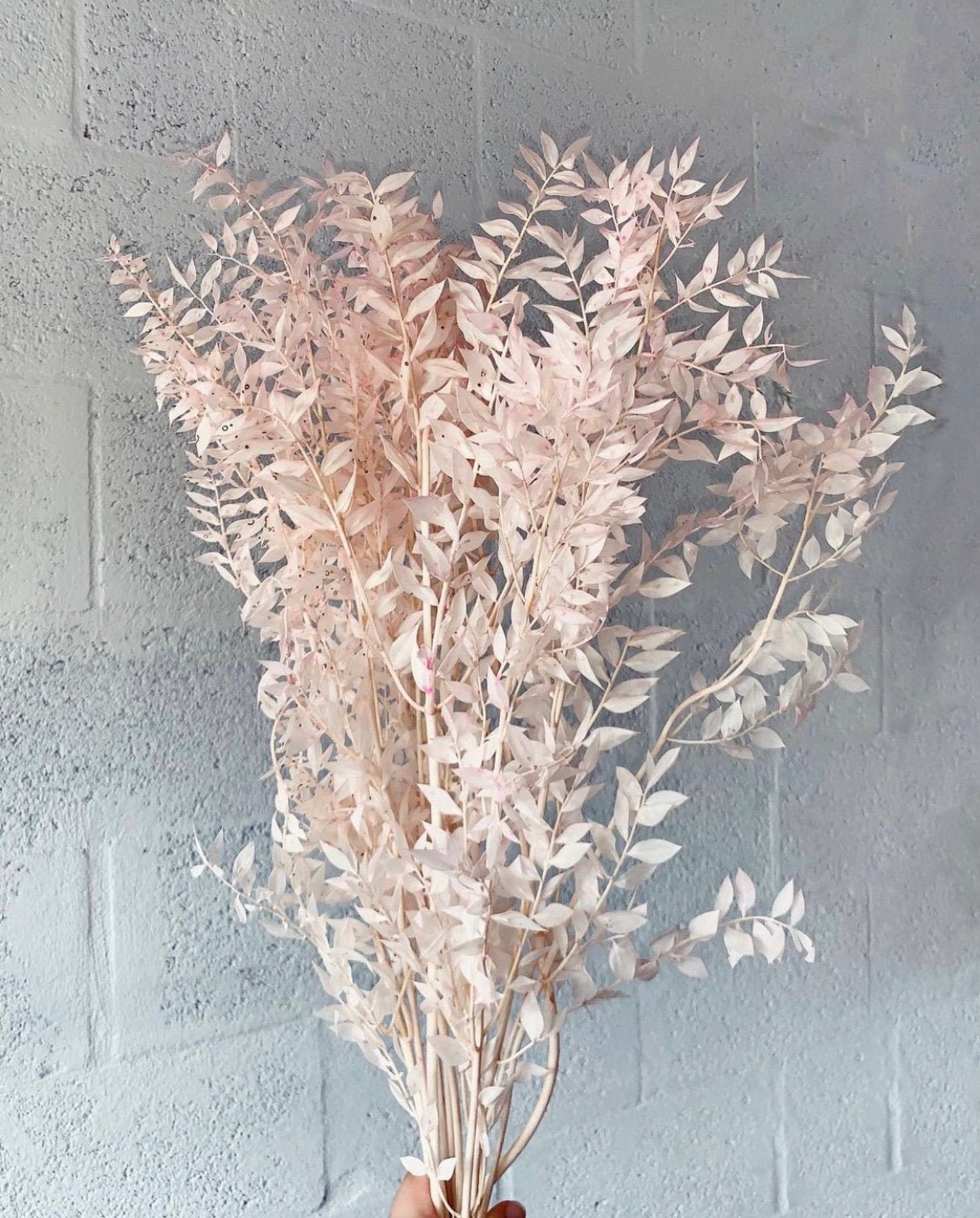 Dried Italian Ruscus 5 Stems / Bleached Ruscus / Ruscus Etsy