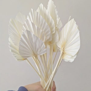 Dried Palm Spear Bleached - 5 Stems / Dry Palm / Dry Leaves / Preserved Leaves/ Palm Frond