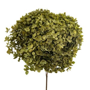 May include: A large, spherical hydrangea flower head featuring numerous small, densely packed petals in a muted olive green hue. The flower is attached to a single, thin, brown stem extending downward from the base of the rounded floral cluster.