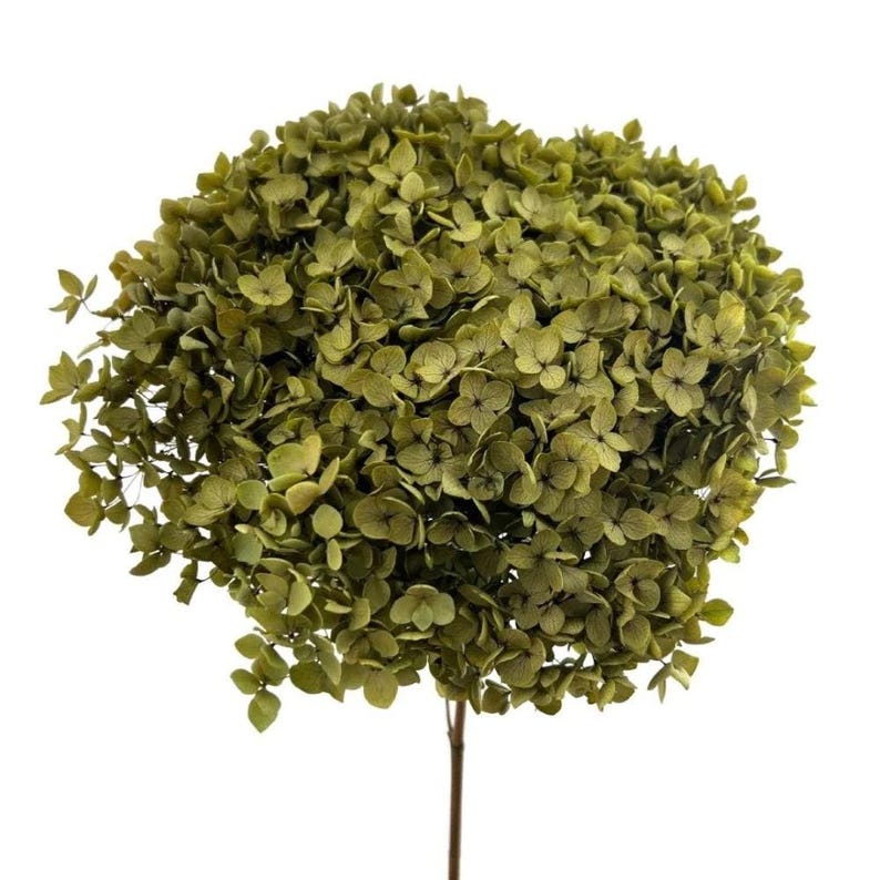 May include: A large, spherical hydrangea flower head featuring numerous small, densely packed petals in a muted olive green hue. The flower is attached to a single, thin, brown stem extending downward from the base of the rounded floral cluster.