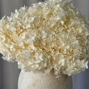 May include: A large, dense cluster of off-white dried hydrangea blossoms arranged in a rounded, voluminous shape. The flowers are supported by a textured, cylindrical ceramic vase with a light beige finish and horizontal grooved detailing.