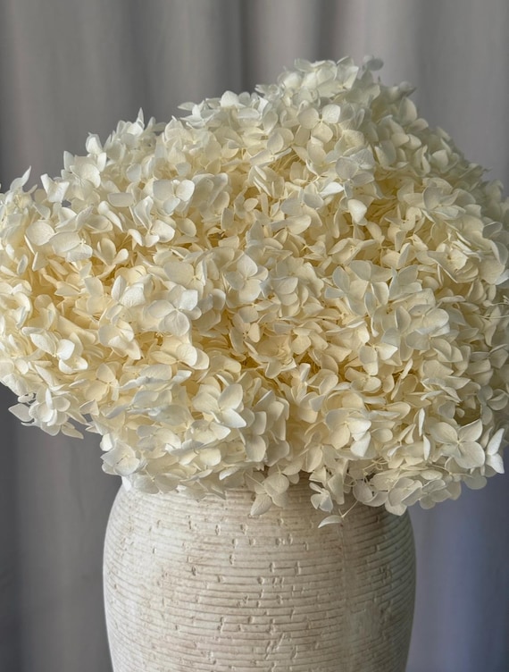 White Preserved Hydrangea Stem | Large Head Dried Hydrangea | Premium Everlasting Flower | Wedding & Neutral Home Decor