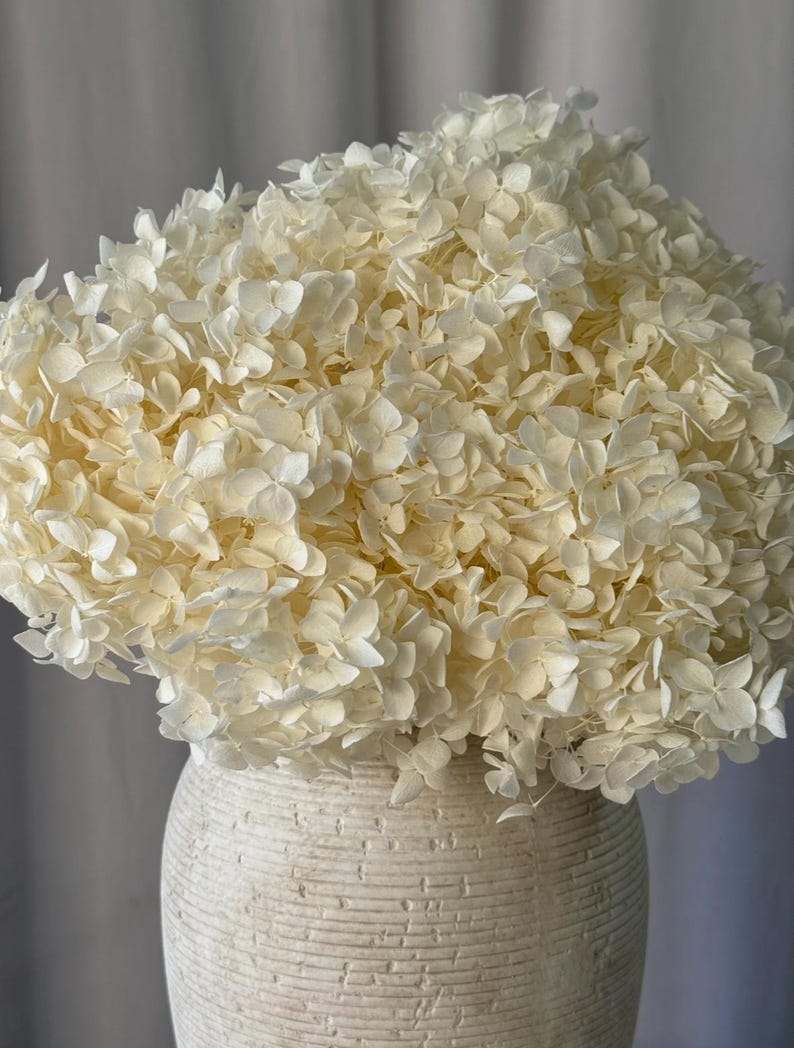 May include: A large, dense cluster of off-white dried hydrangea blossoms arranged in a rounded, voluminous shape. The flowers are supported by a textured, cylindrical ceramic vase with a light beige finish and horizontal grooved detailing.