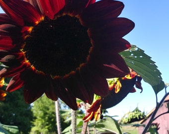 Sunflower Incense