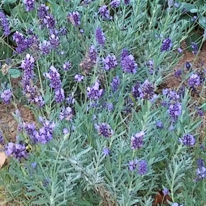 Lavender Incense