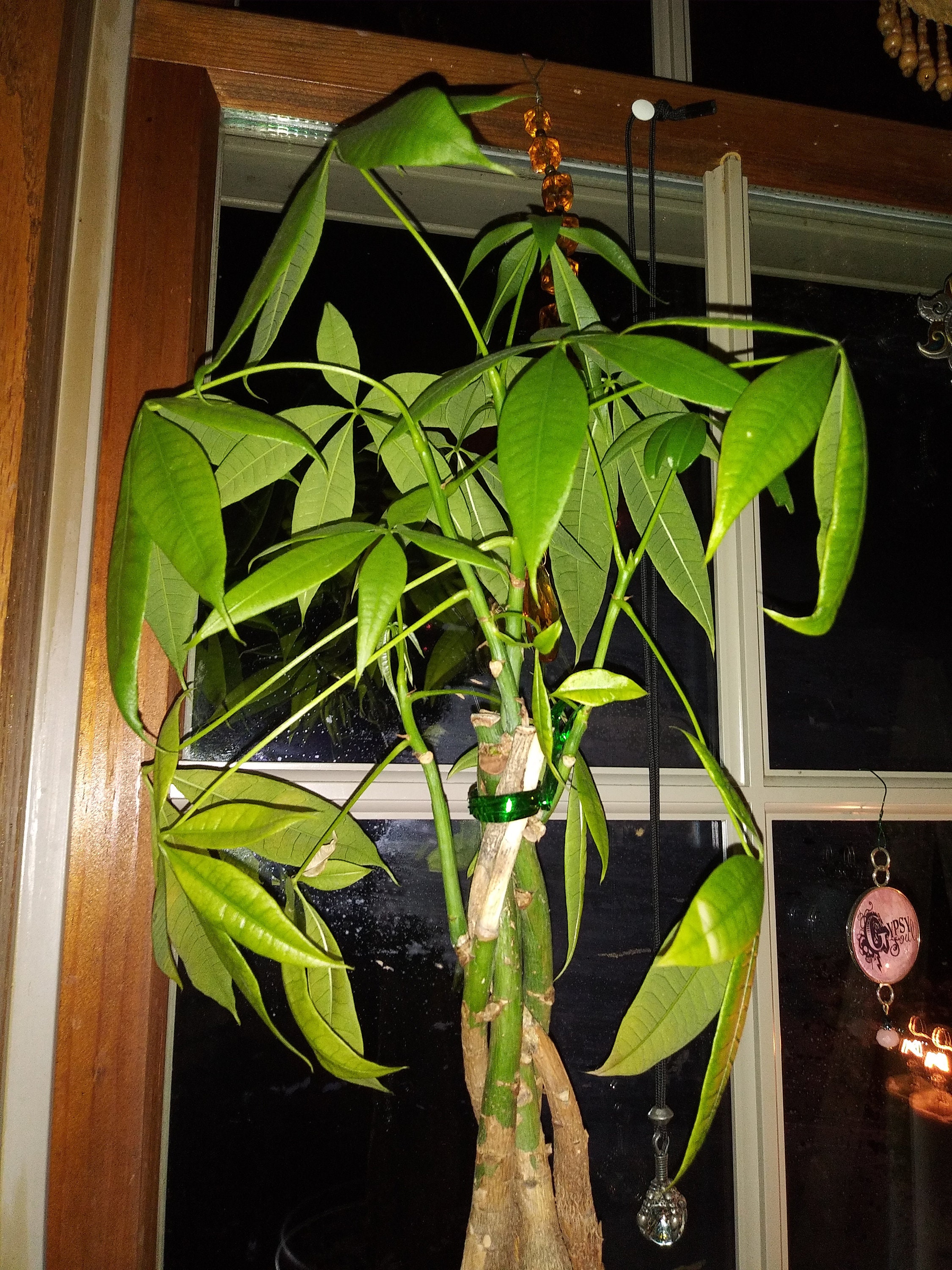 baby philodendron pink princess Philodendron Pink Princess