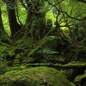 May include: A lush green forest with thick moss covering the ground and tree roots. The trees are tall and have thick trunks. The forest is very dense and the light is dim.