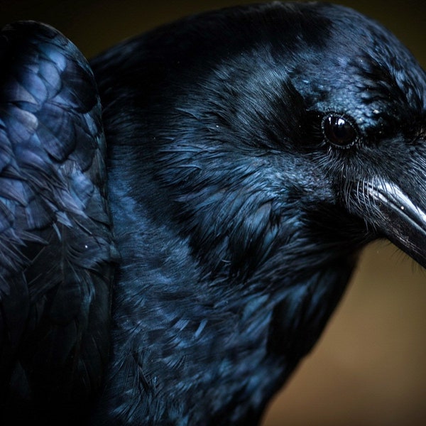 The Raven Incense