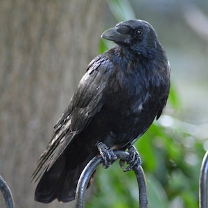 May include: A black crow perched on a metal fence with a blurred green background.