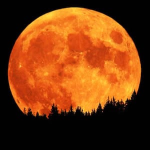 Gypsy&#39;s Harvest Moon Incense
