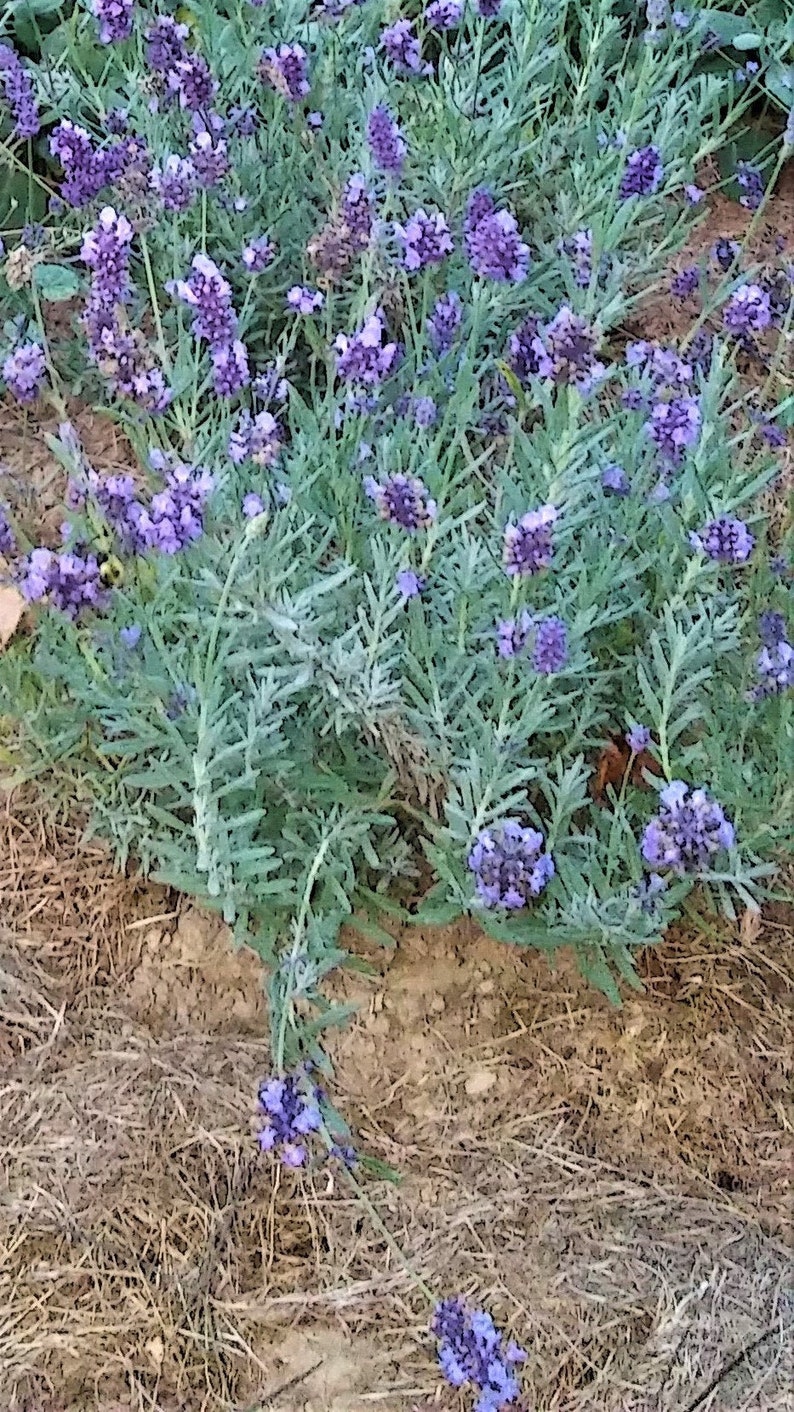 Lavender Incense Sticks. Witches Dozens and bulk by ...