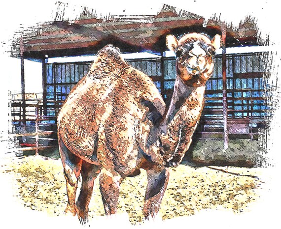 Camel on the Plains