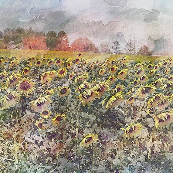 Monet Sunflower Field