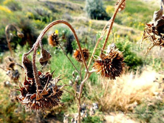 Pods