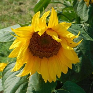 Sunflowers on Highway 61
