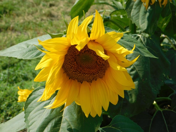 Sunflowers on Highway 61