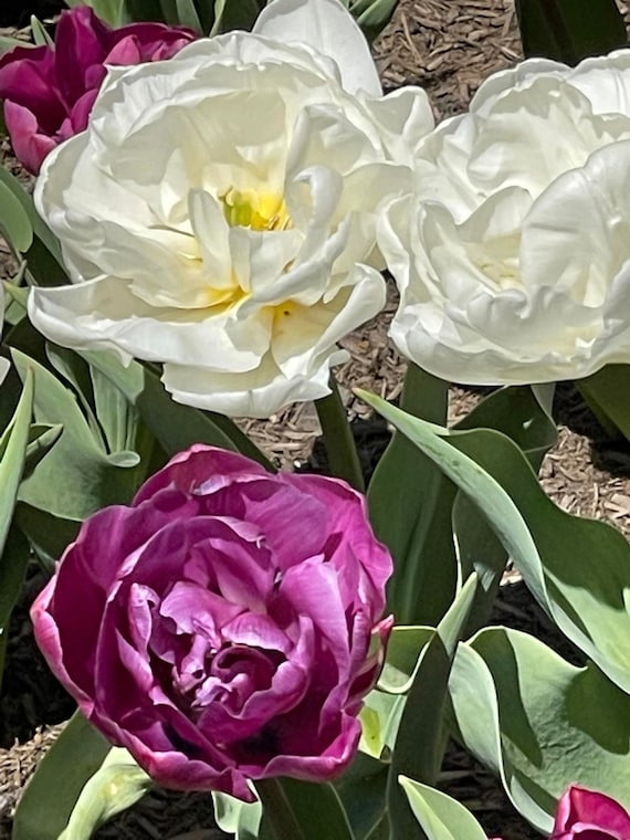 Silk Beauties