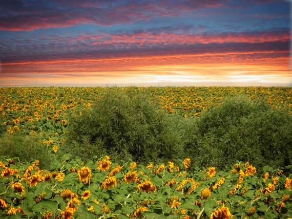 Sunflowers