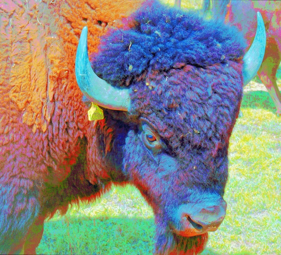 The Buffalo